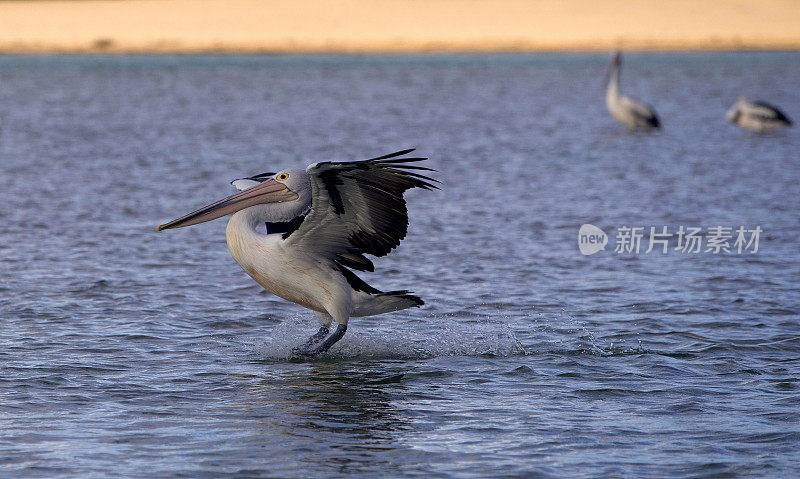 鹈鹕(Pelecanus conspicillatus)